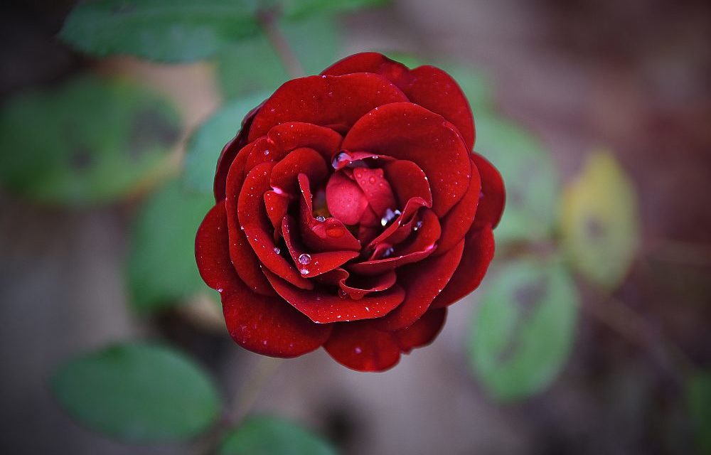 Podziękowania dla rodziców