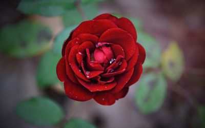 Podziękowania dla rodziców