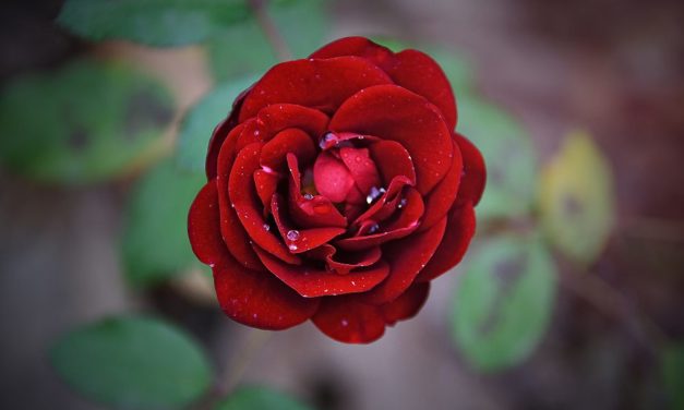 Podziękowania dla rodziców