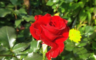 Życzenia Burmistrza Miasta Słupcy z okazji Dnia Edukacji Narodowej