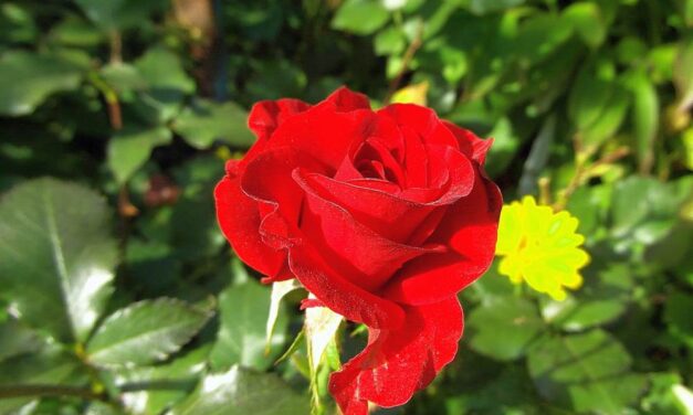 Życzenia Burmistrza Miasta Słupcy z okazji Dnia Edukacji Narodowej