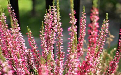 Życzenia Dyrektora Szkoły z okazji Dnia Edukacji Narodowej