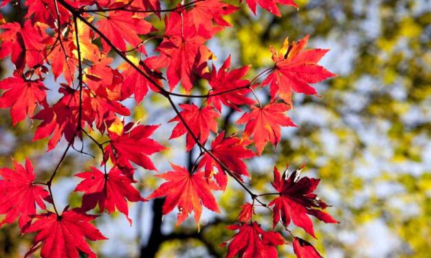 Organizacja Dnia Edukacji Narodowej – 14.10.2020r.