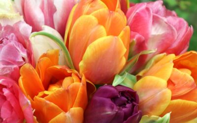 Miłe i urocze Koleżanki!