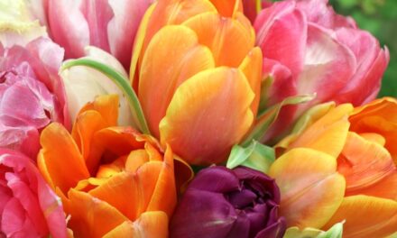 Miłe i urocze Koleżanki!