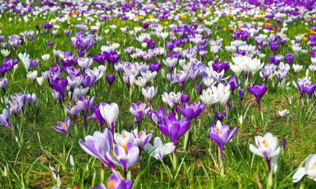 Niespodzianka od Samorządu Uczniowskiego z okazji Dnia Wiosny