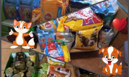 Do serca przytul psa, weź na kolana kota….